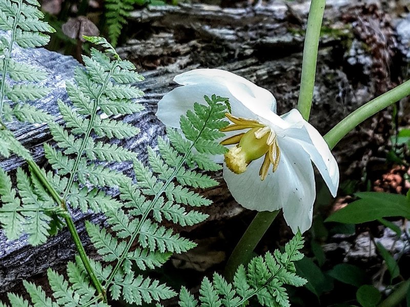 Mayflower on the Perimeter Trail (Black)