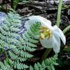 Mayflower on the Perimeter Trail (Black)