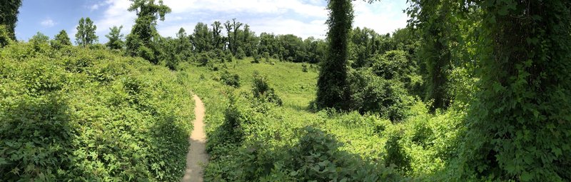 A sunny clearing along the Soapstone Reroute, near Rolling Rd.