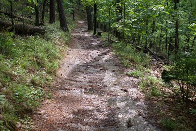 Water flows down the trail after a rainstorm.