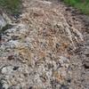 The Goat Rock Trail is rockier than other trails in the park. Here, you can see quartz in the trail.