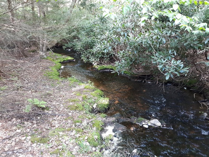 Stream and rhododendrons.