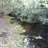 Stream and rhododendrons.