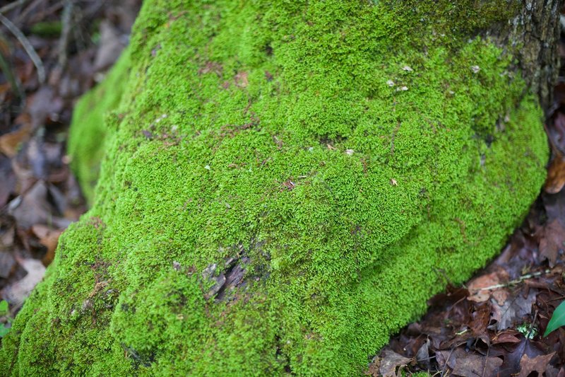 Moss covers rocks along the trail.