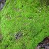 Moss covers rocks along the trail.