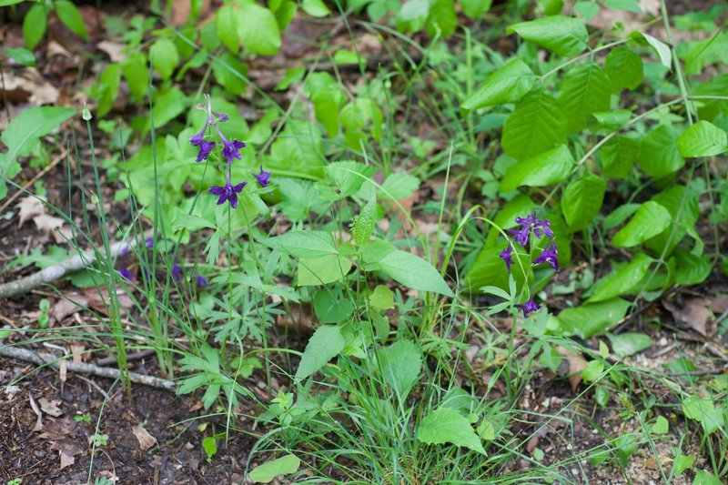 Flowers bloom in the spring throughout the trail.