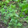 Flowers bloom in the spring throughout the trail.