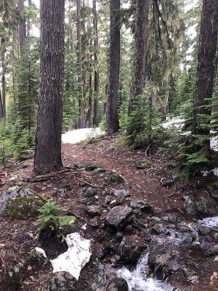 Betty Lake Trail on 27 May 2019.