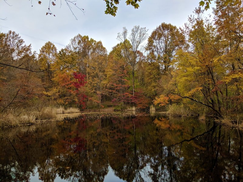 View of Peaceful Pond in fall foliage.