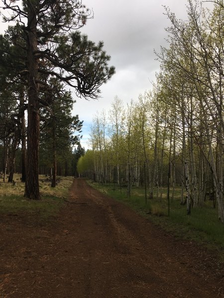 The upper portion of Wind Trail along an aspen elk exclosure.