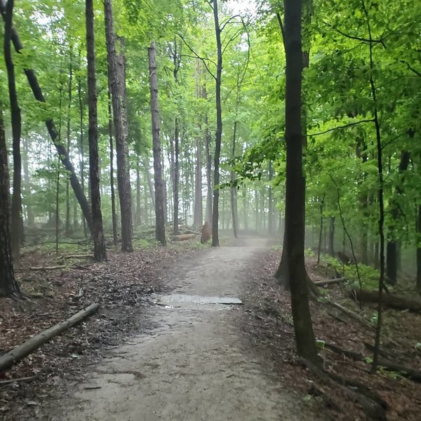 Beautiful foggy woods.