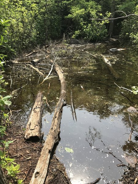 Might need a raft for Terrace Pond Outflow.