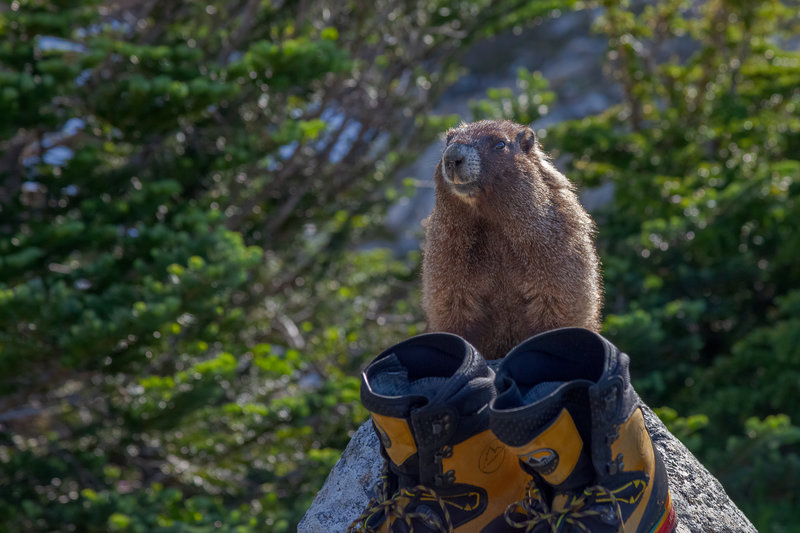 Marmot