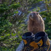 Marmot