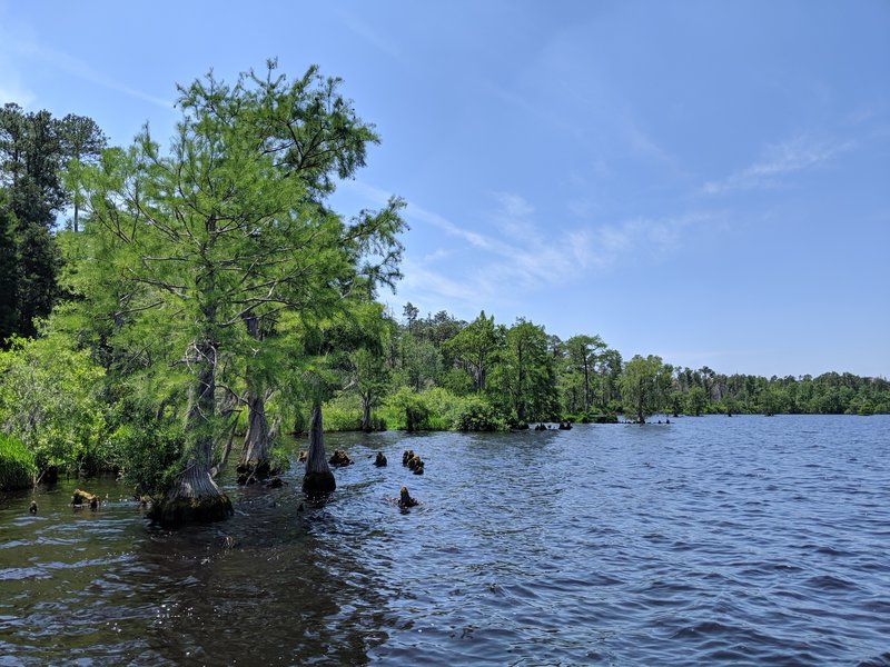 Cypress shoreline