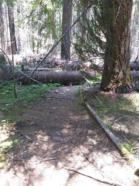 Typical of all the trails in the area. Large trees cross it in many places.