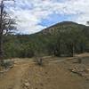 Nice singletrack on Pinon Loop Trail