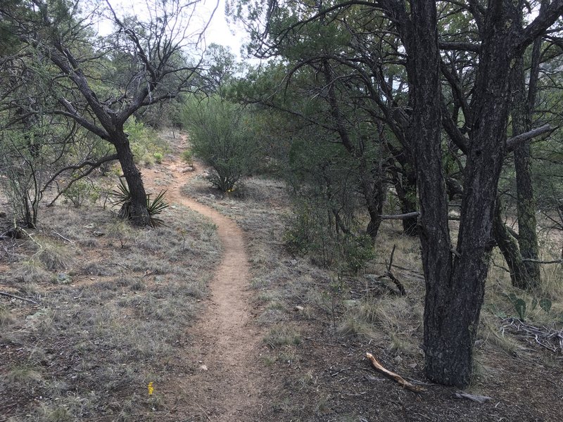 Singletrack through the piñon pines