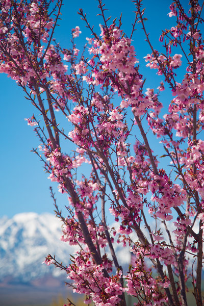 Cherry blossoms at Manzanar.