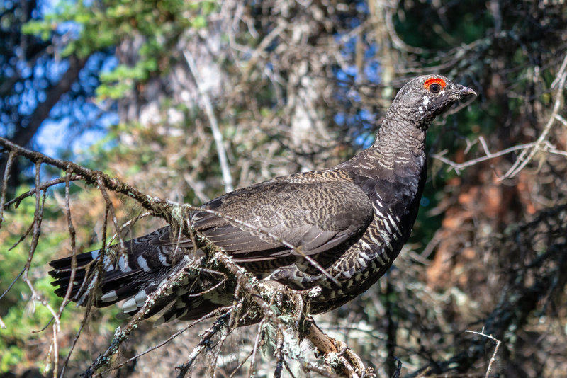 A Spruce Grouse