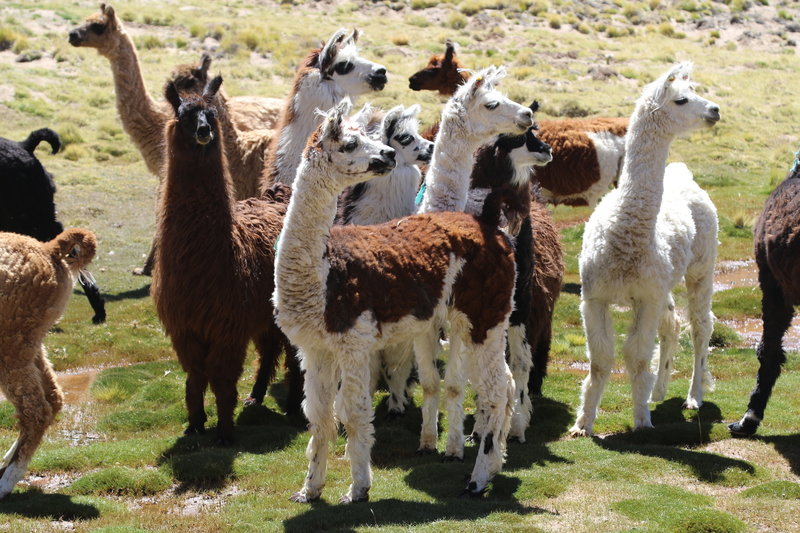 Llamas careful watching as the hikers and gauchos pass by.