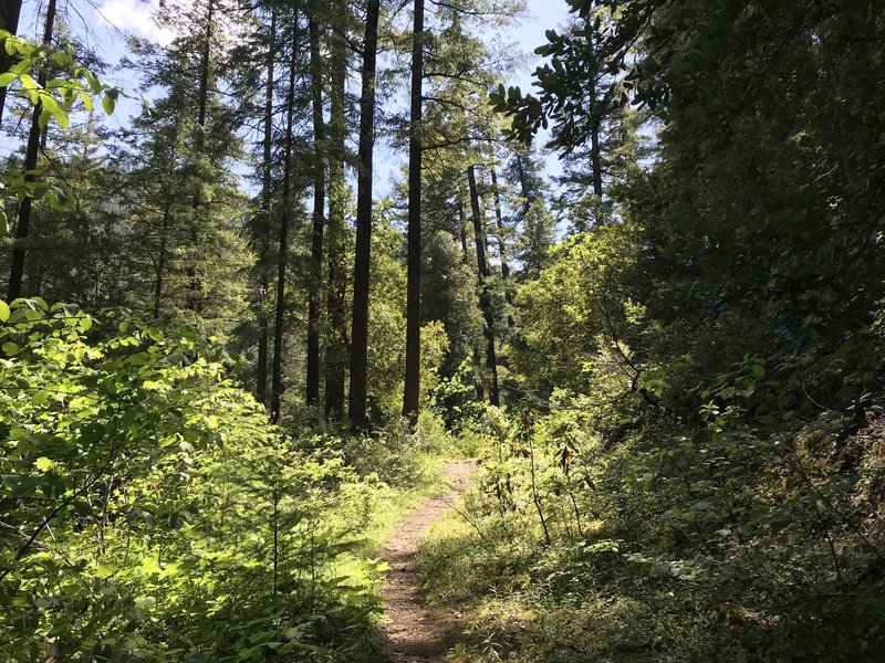 New River Trail near Barron Creek in western Trinity Alps Wilderness