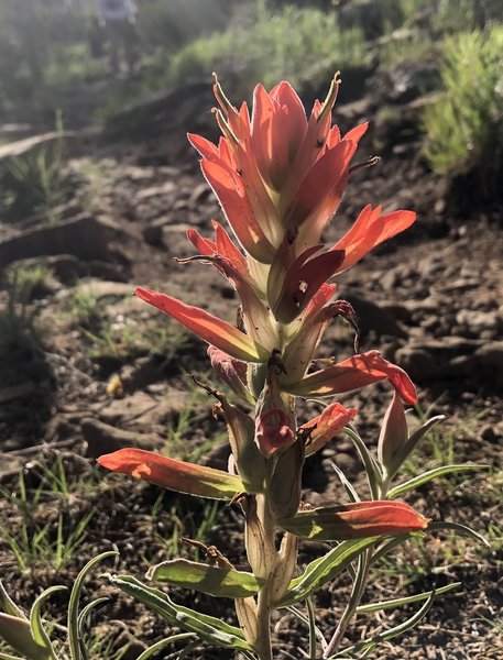 Summer paintbrush