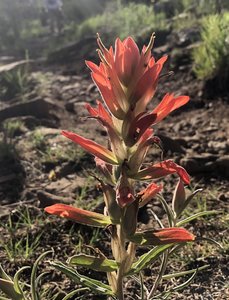Summer paintbrush