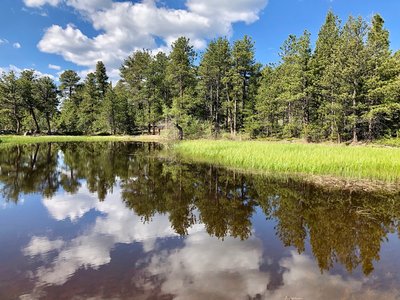 The larger of the two frog ponds.