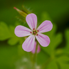 I hear this flower is part of an invasive species, but I still like it.