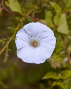 The Arboretum often has native species which can be hard to find in the wild