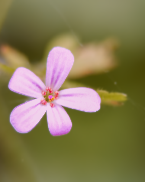 Yes, you see these flowers everywhere; they seem to be especially common on Tiger Mountain.