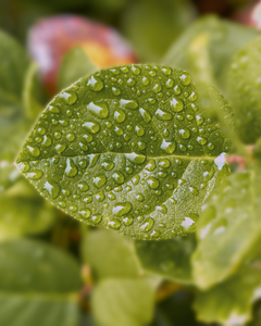 Some early Autumn rain keeps the dust in check and cleans the leaves.