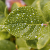 Some early Autumn rain keeps the dust in check and cleans the leaves.