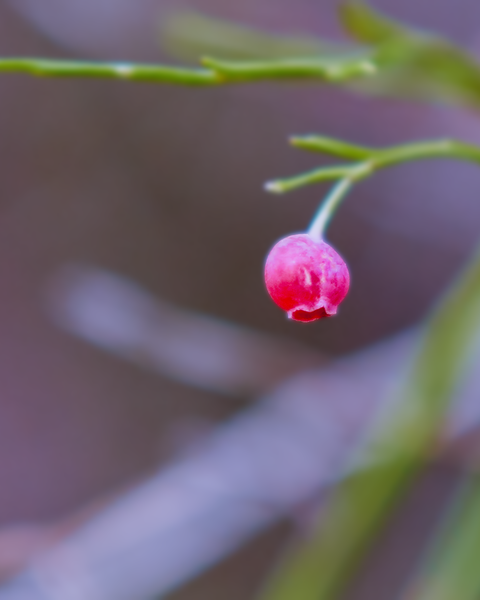 Winter is fully here, but a few berries keep holding on.