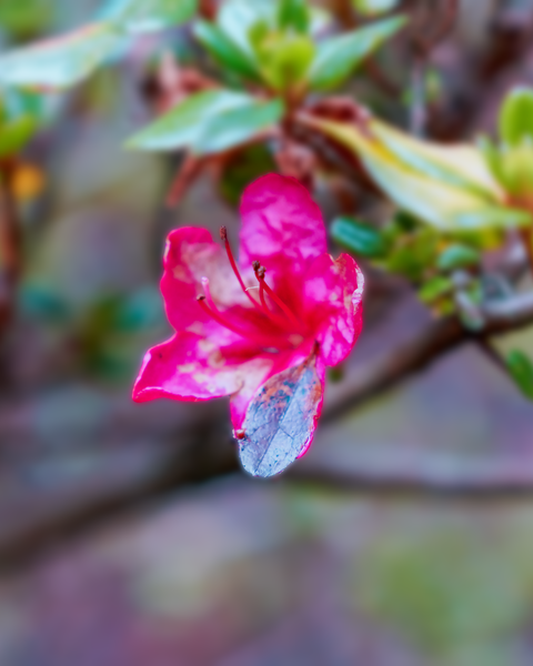 One of the rare flowers still holding on, deep into the Winter months