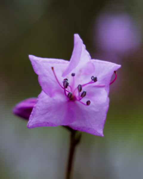 The Arboretum never disappoints - another hard-to-find native flower