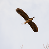 Nearly like clockwork, the herons are back in Marymoor.