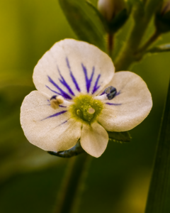 A unique blossom near the North Trail