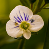 A unique blossom near the North Trail