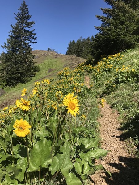 One of the three meadows along the trail.