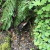 spring water spout on New River Trail