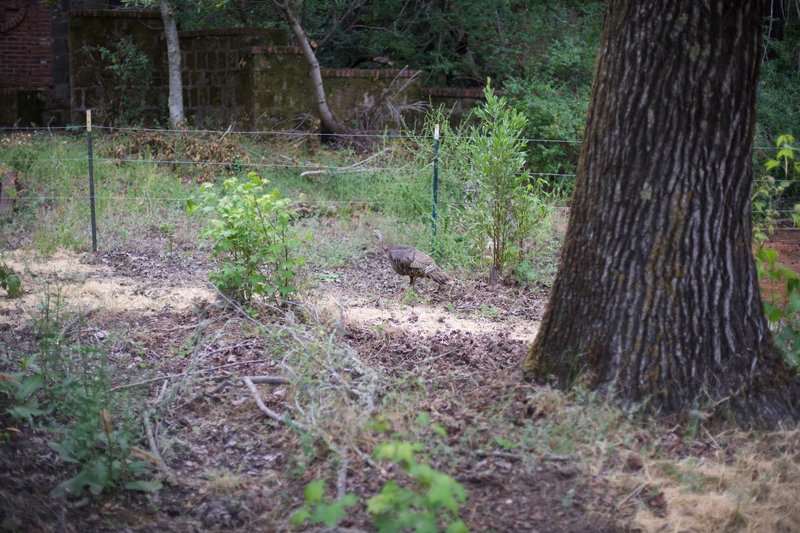 A turkey feeds along the trail in the evening.