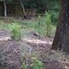 A turkey feeds along the trail in the evening.