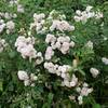 Roses and other flowers can be seen along the trail. You'll notice how blackberries, native to the area, grow among the flowers.