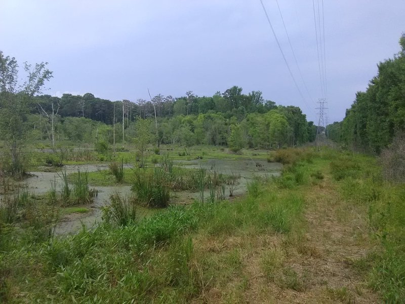 Wetland