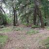 When the trail reaches Bear Creek Summit, also known as Madrone Knoll, it splits around the summit. You can go in either direction as both will lead you back to this point.