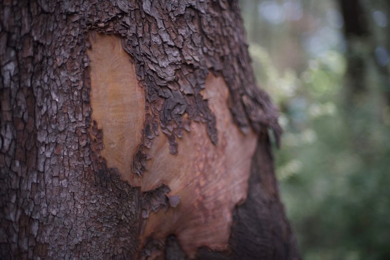 Take a moment to enjoy the texture of the bark on the trees, as various trees have different textures. There are amazing patterns and shades of brown and green on the trees.