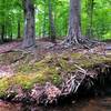 Beautiful beech trees float above the river.