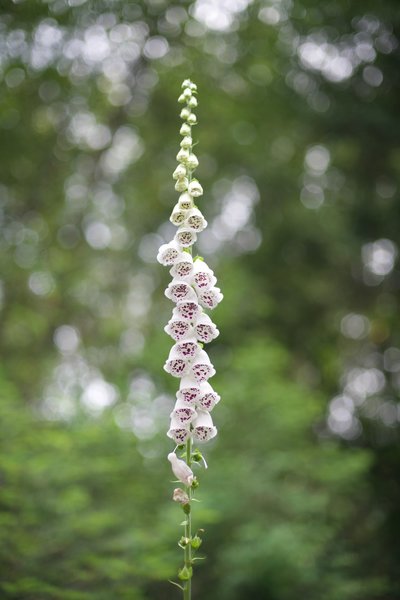 Flowers bloom along the trail.